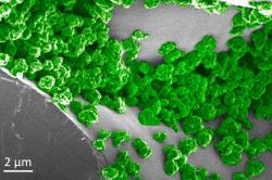Pohled na nanočástice (zeleně) zabudované v listu rostliny. Spočívají jako film na povrchu houbovité tkáně (mezofyl) a vyzařují světlo. Lze je opakovaně „nabíjet“ pomocí LED diody. Kredit: Massachusettský technologický institut.