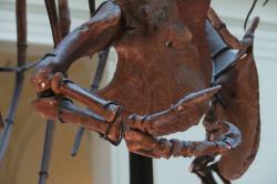 Pravá přední končetina exempláře druhu Tyrannosaurus rex, známého jako „Sue“. Podle trojice badatelů ze Spojených států amerických a Kanady jeví některé kosti pravé přední končetiny tohoto asi 67 milionů let starého jedince stopy po onemocnění dnou. Kredit: Amphibol; Wikimedia (CC BY-SA 4.0)