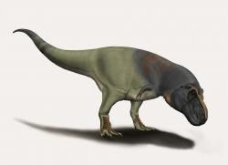 Objevy fosilních zubů a kostí velkých tyranosauridů z oblasti ruského Dálného východu dokládají, že tato skupina obřích pozdně křídových teropodů byla rozšířena více, než se dosud předpokládalo. Zatím ale nevíme s jistotou, zda se již zde objevil nejslavnější z dravých dinosaurů a až následně migroval ze severovýchodní Asie do Severní Ameriky. Tyrannosaurus rex totiž mohl vzniknout přímo na pevnině Laramidie z tamních tyranosauridů. Kredit: Josep Asensi; Wikipedia (CC BY-SA 4.0)
