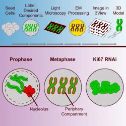 Schema mikroskopické metody nazvané 3D-CLEM. Ta odhalila, že velká část mitotických chromozomů se neskládá z chromatinu. (Kredit: Booth et al , doi: 10,1016 / j.molcel.2016.10.009).