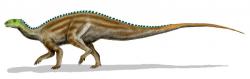 Tenontosauři byli poměrně velcí, i když relativně lehce stavění iguanodontní ornitopodi. K obraně před útočícími predátory jim sloužil zejména silný a dlouhý ocas. Zatímco jednoho či dva deinonychy dospělý tenontosaurus snadno odrazil, obří karcharodontosaurid Acrocanthosaurus atokensis byl nepochybně nad jeho síly. Jediným způsobem záchrany pak byl i pro dvoutunového tenontosaura rychlý útěk. Zde představa o vzezření druhu Tenontosaurus tilletti. Kredit: Nobu Tamura; Wikipedie (CC BY 2.5)