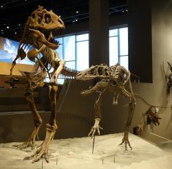 Kostra plně dospělého a mladého subadultního exempláře druhu Teratophoneus curriei v expozici instituce Natural History Museum of Utah (Přírodovědné muzeum Utahu) v Salt Lake City. Již na první pohled připomínají rekonstruované kostry mnohem slavnějšího, většího a později žijícího příbuzného druhu Tyrannosaurus rex. Kredit: Jens Lallensack; Wikipedie (CC BY-SA 4.0)