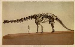 Zastaralá rekonstrukce kostry brontosaura v expozici Amerického přírodovědeckého muzea z druhého desetiletí 20. století. Rozměry brontosauří kostry velmi dobře vyniknou při porovnání s velikostí lidské kostry. Kredit: Detroit Publishing Company Collection; Wikipedia (volné dílo)