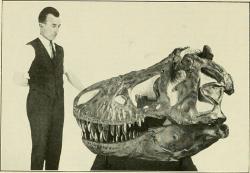 Po vyhynutí tyranosaurů trvalo dlouhých 66 milionů let, než byly jeho první fosilie objeveny a formálně popsány. Díky svým monstrózním rozměrům se druh Tyrannosaurus rex stal okamžitě jakousi popkulturní pravěkou celebritou. Kredit: Internet Archive Book Images; Wikipedia (bez omezení)