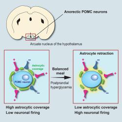 Schema přestavby obvodu sytosti neuronů POMC. K anorektickému neuronu v hypotalamu (modře) se těsně přimyká svými výběžky astrocyt (zeleně). Takto "přilepený" působí na neuron jako „brzda“. Po konzumaci stravy stoupne hladina cukru v krvi, astrocyt na to reaguje odtažením, brzda přestává působit a neuronu nic nebrání v šíření signálů - mozkový „obvod sytosti“ je propojen a pocit hladu ustupuje. (Kredit: Alexandre Benani / CNRS / CSGA)