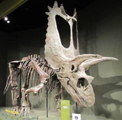 Titanoceratops ouranos byl velký ceratopsid s extrémně dlouhou lebkou. Původní odhady její délky se pohybovaly kolem tří metrů, později byla tato míra snížena na 265 centimetrů. Kredit: Kurt McKee; Wikipedie (CC BY-SA 2.0)