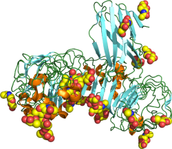 Receptor TL4. Je klíčovým aktivátorem vrozené imunitní odpovědi a hraje ústřední roli v boji proti bakteriálním infekcím. TLR4 je transmembránový protein o velikosti přibližně 95 kDa   (Kredit: Yookji  Wikipedia, CC BY-SA 3.0).