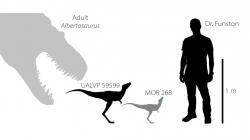 Velikostní porovnání dospělce druhu Albertosaurus sarcophagus, původců obou nově zkoumaných fosilií a postavou dospělého člověka (zde reprezentovaného samotným vedoucím výzkumu). Je patrné, že tyranosauridi začínali svůj život v podobě drobných a štíhlých tvorečků o velikosti menšího psa, velmi rychle ale rostli a zhruba za 15 let již dosahovali hmotnosti v řádu jednotek tun. Kredit: Gregory Funston, převzato z webu Live Science.