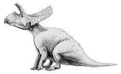 Méně pravděpodobným původcem stopy je další obří ceratopsid rodu Torosaurus. Stejně jako jeho blízký příbuzný triceratops dosahoval velkých rozměrů (jeho hlava s extrémně dlouhým lebečním límcem byla v průměru ještě delší), nebyl ale zdaleka tak početný. Podle paleontologa Jacka Hornera a některých jeho kolegů je torosaurus dokonce jen plně dospělým exemplářem triceratopse. Tato hypotéza však není v současnosti většinou odborníků uznávaná. Kredit: Jaime A. Headden; Wikipedie (CC BY 3.0)