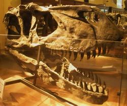 Lebka severoamerického megalosaurida druhu Torvosaurus tanneri zaujme zejména svými rozměry – její délka činí až bezmála 1,4 metru. Je možné, že součástí právě takové lebky byly fosilní zuby objevené v Tendaguru. Existuje tedy pravděpodobnost, že jejich původce byl lovcem kolosálně velké kořisti, jako byli brachiosauridi druhu Giraffatitan brancai. Kredit: Ghedoghedo; Wikipedie (CC BY-SA 3.0)