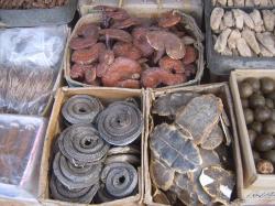 Tradiční čínská medicína využívá skutečně pozoruhodné spektrum předmětů s údajnými léčivými účinky. Nechybí mezi nimi ani části želvích krunýřů, sušení hadi nebo třeba lidská placenta. Dlouhodobě jsou však nabízeny také léčivé „dračí kosti“, představující v mnoha případech fosilie pleistocénních savců. Není však známo, do jaké míry byly k těmto účelům využívány podstatně vzácnější dinosauří fosilie druhohorního stáří. Kredit: Vberger; Wikipedia (volné dílo)