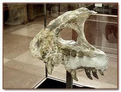 Exemplář TMM 41436-1 („Javelina Tyrannosaur“ nebo ?Tyrannosaurus „vannus“) je část horní čelisti tyranosaurinního tyranosaurida, objevená roku 1970 tehdejším studentem paleontologie Dougem Lawsonem na území Národního parku Big Bend. Dnes jde o trvalý exponát Texas Memorial Museum, zatím ale není jisté, zda jde skutečně o fosilii druhu T. rex. Kredit: Web Texas Memorial Museum (Texaská univerzita v Austinu).