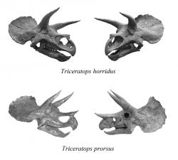 Fosilní lebky dvou v současnosti uznávaných druhů triceratopse. „Duranteceratops“ představuje pravděpodobně jiný druh i rod ceratopsidního dinosaura. Kredit: Zachi Evenor, Wikipedie (CC BY 3.0)