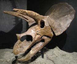Lebky triceratopsů nebyly jen dlouhé, ale také velmi mohutné. Rekordní potvrzený exemplář měří na délku 2,5 metru, existuje ale také komerčně nabízená lebka z Montany, dlouhá 2,8 metru. Kredit: Christophe Hendrickx; Wikipedie (CC BY-SA 3.0)