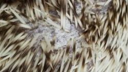 Dermatofytóza na kůži ježka způsobená plísní Trichophyton erinacei může být přenosná i na člověka. Plíseň produkuje antibiotické látky potlačující množení bakterií, které s ní přijdou do kontaktu Tím vytváří i v přírodním prostředí evoluční tlak selektující rezistentní bakteriální kmeny. (Kredit: Eco Animal Hospital, Jižní Korea)