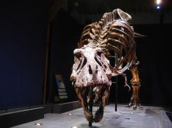 Rekonstruovaná kostra dospělého exempláře druhu Tyrannosaurus rex, známá pod přezdívkou „Trix“. Byla objevena v roce 2012 v sedimentech geologického souvrství Hell Creek na území amerického státu Montana. Při výšce v kyčlích 3,1 metru a délce 11,7 metru patří spíše mezi středně velké exempláře tohoto obřího dravého dinosaura. Kredit: Rique; Wikipedia (CC BY-SA 4.0)