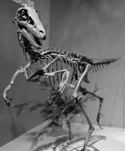 Rekonstrukce kostry teropoda druhu Troodon formosus. Pokud by dinosauři vytvořili vysoce inteligentní formy, nejspíš by vzešly právě z takovýchto dinosaurů. Povšimněte si velkých očnic a jejich stereoskopické pozice. Kredit: Greg Heartsfield, Wikipedie