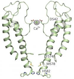 Kryoelektronová mikroskopie ve spojení s výpočetní technikou dokáže vyprodukovat kreslené obrázky s naznačenou trojrozměrnou strukturou proteinu. Uzavřený iontový pór má v tomto případě průměr méně než 7A. Tím se stal pro kulovitou strukturu vápníkového iontu (Ca2+)  neprostupným. Zpětná resorpce se zastavuje a na budoucí problém je zaděláno. (Kredit: Hughes, Case Western Reserve University, 2017)