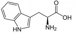 Aminokyselinu  tryptofan si neumíme syntetizovat a i když jí je v proteinech jen nepatrně  (necelé jedno a půl procenta), bez ní to zkrátka nejde. Jak u lidí, tak i u křečků.