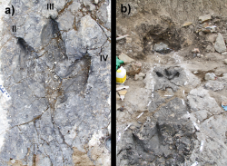 Fosilní stopa (vlevo) a část série stop ichnodruhu Bellatoripes fredlundi, objevené v geologickém souvrství Wapiti na území kanadské provincie Britská Kolumbie. Tyto fosilní otisky trojice tyranosauridních teropodů byly formálně popsány v roce 2014 a představují jeden z nejlepších dokladů o gregarickém (společenském) životě těchto impozantních dinosauřích predátorů. Kredit: McCrea, R. T.; et al. (2014); Wikimedia Commons (CC BY 2.5)