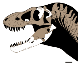 Rekonstrukce lebky druhu T. mcraeensis na základě dochovaných fosilií. Tento geologicky starší druh tyranosaura měl poněkud užší a štíhlejší dolní čelist než jeho evoluční potomek, neměl tedy stejně silný čelistní stisk jako druh T. rex. Kredit: Dalman, S. G.; et al.; Wikipedia (CC BY 4.0)