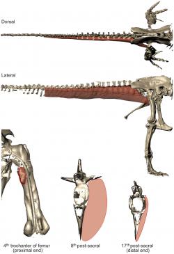 Studie pravděpodobné velikosti a tvaru svalu M. caudofemoralis longus, který mohl tyranosaurům výrazně napomáhat v rychlém pohybu a udržování rovnováhy. Podle některých vědců právě předpokládaná mohutnost svalstva umožnila tyranosaurům relativně rychlý pohyb, a to i při jejich několikatunové hmotnosti. Kredit: John R. Hutchinson et al., PLoS ONE a Wikipedie (CC BY 2.5)