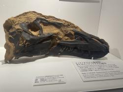 Lebka exempláře „Bloody Mary“ (NCSM 40000), patrně náležejícího ke druhu Nanotyrannus lancensis. Právě tato fosilie, popsaná koncem října letošního roku dokazuje, že Nanotyrannus ve skutečnosti není mládětem tyranosaura, ale formálně (vědecky) platný rod tyranosauroidního teropoda. Kredit: Eight heads serpent; Wikipedia (CC BY-SA 4.0)