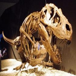 Kostra dospělého jedince druhu Tyrannosaurus rex smontovaná v „odpočívací“ pozici. Pokud se autoři nově publikovaného výzkumu nemýlí, takto nějak obří predátoři skutečně odpočívali, spali a možná také číhali na svoji kořist. Kredit: ssr ist4u; Wikipedie (CC BY-SA 2.0).