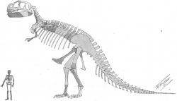 První publikovaná rekonstrukce kostry druhu Tyrannosaurus rex (holotyp CM 9380) z roku 1905 od paleontologa Williama Dillera Matthewa. Tato ilustrace doprovázela popisnou studii H. F. Osborna, oficiálně publikovanou 4. října stejného roku. Není divu, že veřejnost na počátku 20. století byla takovým výjevem ohromena. Kredit: AMNH digital library; Wikipedie (volné dílo)