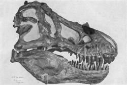 Lebka druhého objeveného jedince druhu T. rex se sbírkovým označením AMNH 5027. Paleontolog William D. Matthew ji ještě před vystavením kostry v expozici označil za nejpůsobivější lebku dinosaura, kterou kdy kdokoliv objevil. Návštěvníci Amerického přírodovědeckého muzea v New Yorku mu již více než století nepochybně dávají za pravdu. Kredit: W. D. Matthew (1915); Wikipedie (volné dílo)