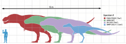 Velikostní srovnání čtyř slavných exemplářů tyranosaura a dospělého člověka (výška 183 cm). Nejmenší je juvenilní jedinec „Jane“, dále mladý dospělec „Stan“, následně historicky druhý objevený jedinec AMNH 5027 a nakonec zatím největší známý exemplář „Sue“. „Jane“ při délce kolem 6,5 metru vážila asi 900 kg, „Sue“ při délce 12,3 metru zřejmě přes 6400 kg. Kredit: Matthew Martyniuk, Wikipedie (CC-BY SA 3.0)