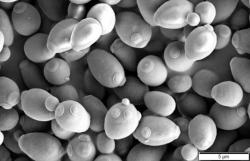 Saccharomyces cerevisiae, snímek z elektronového mikroskopu. Kredit: v Mogana Das Murtey a Patchamuthu Ramasamy, Wikipedia.  https://en.wikipedia.org/wiki/Saccharomyces_cerevisiae