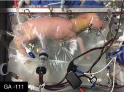 Umělá děloha s jehněčím plodem (UA / UV Biobag system). Kredit: Children's Hospital of Philadelphia.