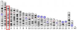 DNA polymeráza theta (Polθ)je enzym, který u lidí je kódován POLQ genem umístěným na třetím chromozomu.  (Kredit: Wikipedia, volná doména).