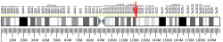 Přesná lokalizace POLQ genu. Start: 121 431 431 bp (bp je zkratka používaná pro „páry bází“). Konec genu: 121 545 988 bp.(Kredit: Wikipedia, volná doména).