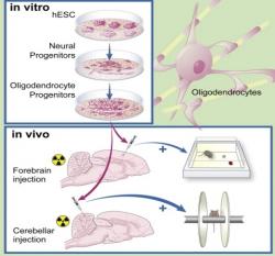 In vitro: Z lidských embryonálních kmenových buněk se přípraví buňky schopné se vyvinout v  oligodentrocyty. In vivo: Klinická dávka radiace přivodí úbytek myelinu a poruchy v chování potkanů. Transplantvoané lidské buňky v mozku migrují mozkem i mozečkem zvířat a zcela obnoví poznávací schopnosti zvířat. Do značné míry také vylepší i jejich ztracené motorické schopnosti. (Kredit: Jinghua Piao a kol., 2015)
