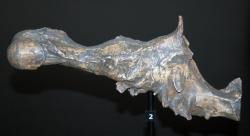 Replika výlitku mozkovny druhu Tyrannosaurus rex v expozici Australského muzea v Sydney. Nápadné jsou obří čichové laloky v přední části mozku, které dinosaurovi zajišťovaly takřka dokonalý čich. Kredit: Matt Martyniuk, Wikipedie (CC BY-SA 4.0)