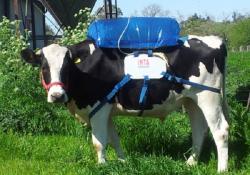 Chovatelé skotu jsou také považováni za producenty škodlivých plynů. Jejich krávy  totiž z obou svých konců, denně oteplí planetu 250 až 300 litry čistého metanu.
