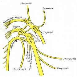 Nervus vagus (nerv bloudivý) vychází z mozkového kmene do trupu a řídí na vědomí nezávislé procesy, jakými jsou srdeční tep, trávení potravy,...   http://www.wikiskripta.eu/index.php/Soubor:Gray791.png