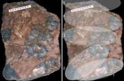 Vejce  oviraptorosaura Beibeilong sinensis obnáší na délku až  61 centimetrů.  Celé hnízdo mělo v průměru tři metry.  Také tato vejce  si uchovala zelenomodrý  nádech a i v tomto případě  v tom mají prsty protoporfyrin s biliverdinem. I jejich původní barva vajec byla zelenohnědá.  Kredit: Pu et al., Nature Communications, Wikipedie.