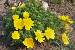 Adonis vernalis. Kredit: Agnieszka Kwiecień alias Nova, Wikimedia Commons.