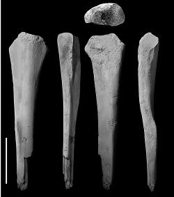 Kost lýtková polského teropodního dinosaura druhu Velocipes guerichi(převzato z Dinozaury.com!).