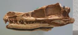 Lebka holotypu V. mongoliensis v expozici Amerického přírodovědeckého muzea. Fosilie byla objevena v Mongolsku v roce 1923 a o rok později formálně popsána Henrym F. Osbornem. Teprve o 70 let později se však tento malý dromeosauridní dinosaurus měl stát filmovou hvězdou první velikosti, a to díky svému nevědomému účinkování ve filmové sérii Jurských parků a Jurských světů. Kredit: Smokeybjb; Wikipedie (CC BY-SA 3.0)
