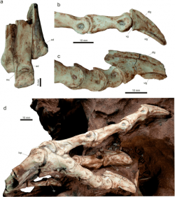 Část kostry pravé dolní končetiny vespersaura, holotyp s označením MPCO.V 0065d1. Nápadná je zejména délka prostředního prstu, který u tohoto dinosaura nejspíše nesl celou váhu těla. Jedná se tak o jediného dosud známého dinosaura s funkční monodaktylií. Kredit: Langer, M. C.; et al. (2019). Wikipedie (CC BY 4.0)