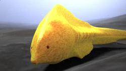 Myllokunmingia fengjiaoa Myllokunmingia fengjiaoa