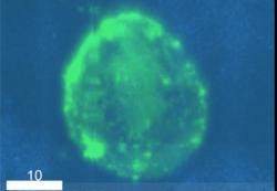 Infikovaná T buňka si „trénuje střelbu“. Kredit: Real et al./Cell Reports