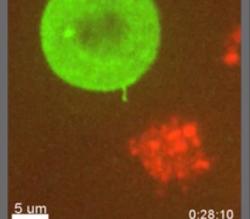 Přímý přenos viru mezi infikovanou T buňkou (zeleně) a makrofágem (červeně). K takovým přenosům dochází v těle nemocného a tento přenos byl již nějakou dobu znám. Kredit: Real et al./Cell Reports.  Další videa jsou ke shlédnutí v práci Real a kolektiv,Cell Reports, ZDE.