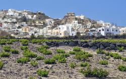 Stará vinice u Akrotiri na Théře (Santorini). Kredit: LBM1948, Wikimedia Commons.