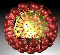 Schéma koronaviru: červenými výstupky se virion přichycuje k receptoru na buňce. Uvnitř je šroubovice jednovláknové RNA. (Kredit: Nilses, volné dílo).