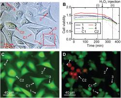 Zobrazení buněk pomocí 3D nanoendoskopie-AFM. (A) Různé měřené oblasti provedené v buněčné kultuře HeLa pro test životaschopnosti buněk, včetně jader a okrajových oblastí buněk: (1) 2 × 2 × 7 μm3, (2) 2 × 2 × 10 μm3, (3) 40 × 40 × 8 μm3 a (4) 2 × 2 × 7 μm3, zvýrazněno červenými čtverečky; dvě buňky byly použity jako kontrola, C1 a C2. (B) Poměry životaschopnosti buněk v průběhu času pro čtyři zobrazené buňky (1 až 4) a pro dvě buňky použité jako kontrola (C1 a C2), což ukazuje, že všechny buňky (zobrazené a kontrolní) vykázaly podobnou intenzitu životaschopnosti - potvrzení, že buňky nebyly příliš poškozeny. (C) Příklad fluorescenčního snímku po 210 minutách. V (B) silná zelená barva znamená normální esterázovou aktivitu očekávanou pro živou buňku. Ke kontrole platnosti testu, byl po 260 minutách do média přidán peroxid, aby buňky zahubil. (D) Fluorescenční snímek odpovídá času (ii) v (B), kde jsou známky poškození jasně viditelné ve všech buňkách, z nichž většina již prodělala smrštění nebo apoptózu. Kredit: Science Advances , 10.1126/sciadv.abj4990